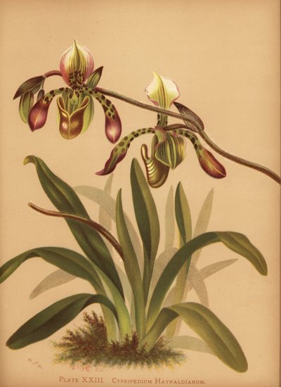 Orchidée Paphiopedilum haynaldianum (Cypripedium haynaldianum) - Unknown